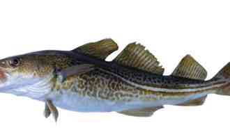 треска дальневосточная