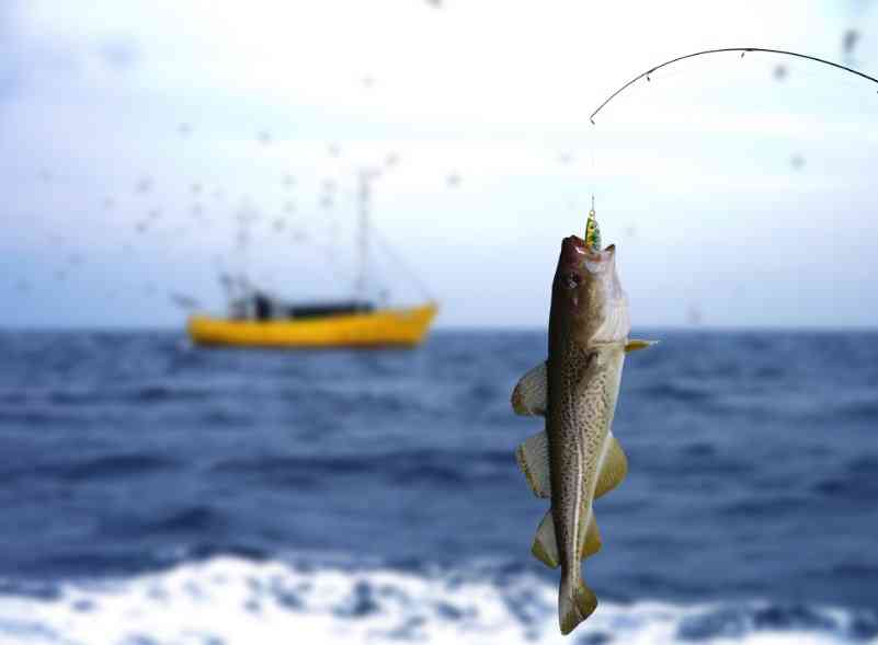 треска на крючке 