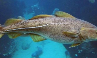 треска в естесвенной среде