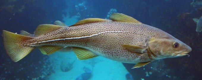 треска в естесвенной среде