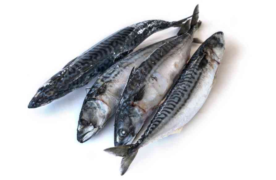 свежемороженная скумбрия