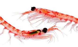 криль атлантический