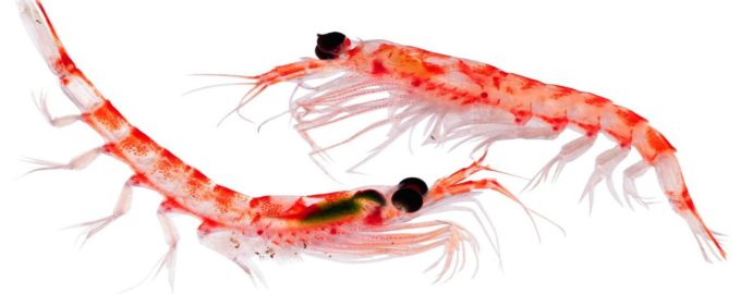 криль атлантический