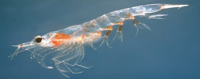 как выглядит криль