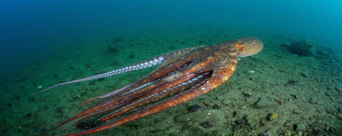 кальмар плавает в воде