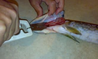 удаление жабр