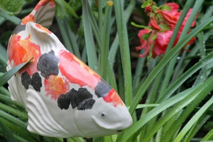 внешний вид кои