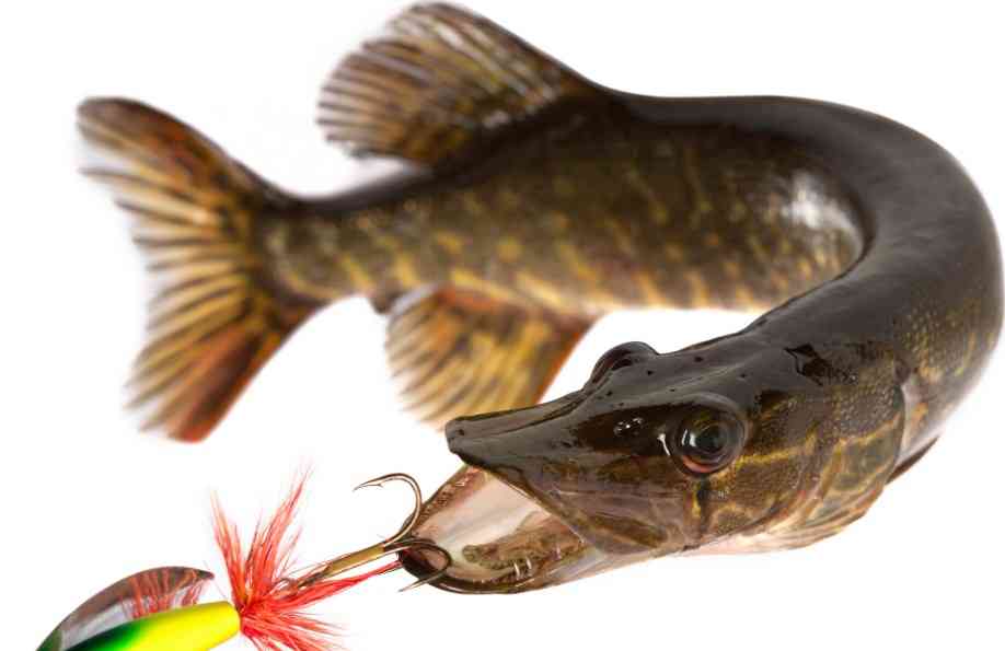 как поймать щуку на блесну