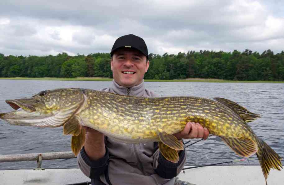 особенности ловли щуки