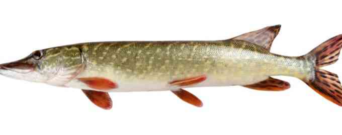 молодая щука