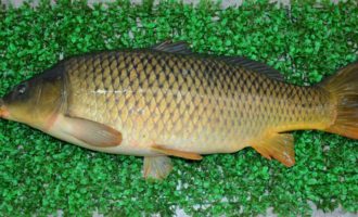 внешний вид карпа