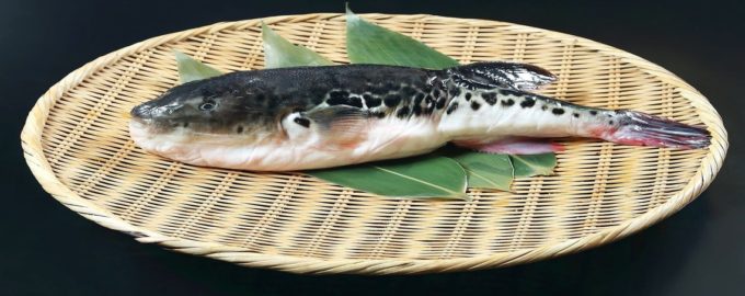 разделанная рыба фугу