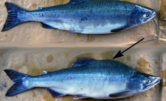 самка и самец горбуши