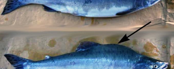 самка и самец горбуши