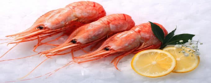 внешний вид гребенчатой креветки