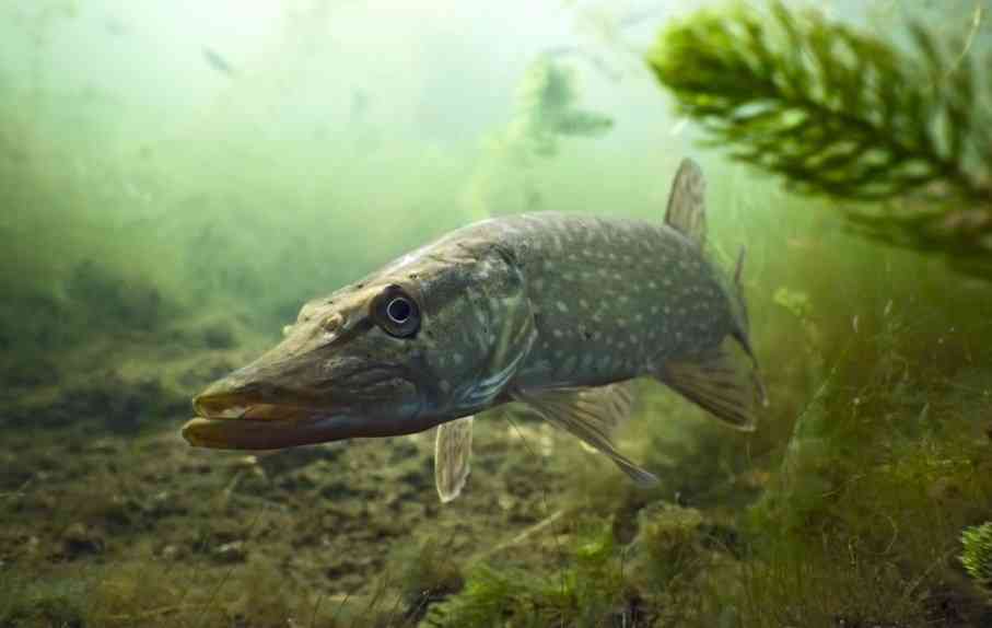 большая щука