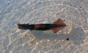 живой кальмар