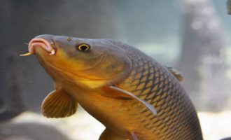 карп обыкновенный