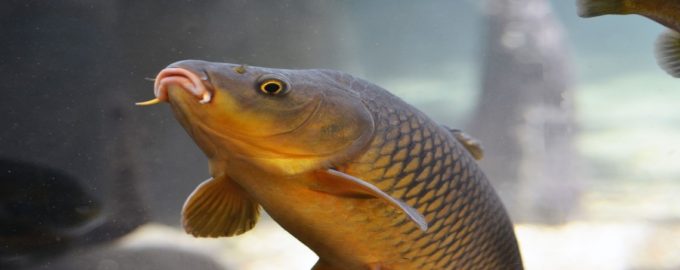 карп обыкновенный