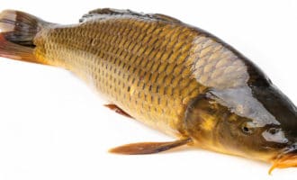 крупный карп