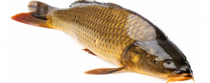 крупный карп