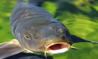 как выглядит карп