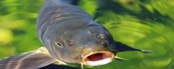 как выглядит карп