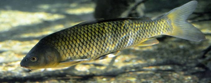 внешний вид карпа