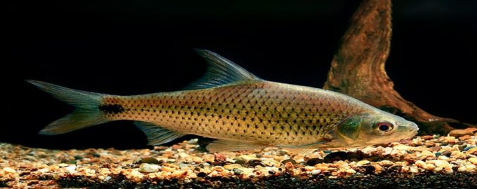 рыбы из семейства карповых