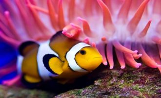 как выглядит аквариумный клоун