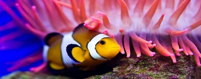 как выглядит аквариумный клоун