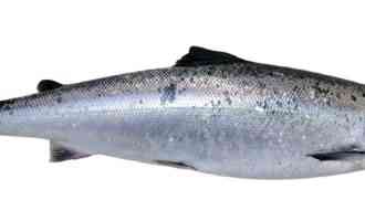 рыба горбуша