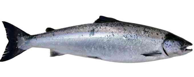рыба горбуша