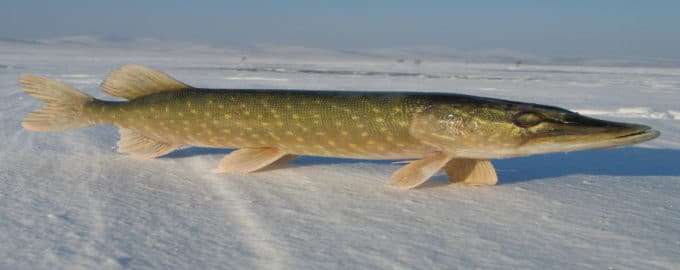 как выглядит маскиног