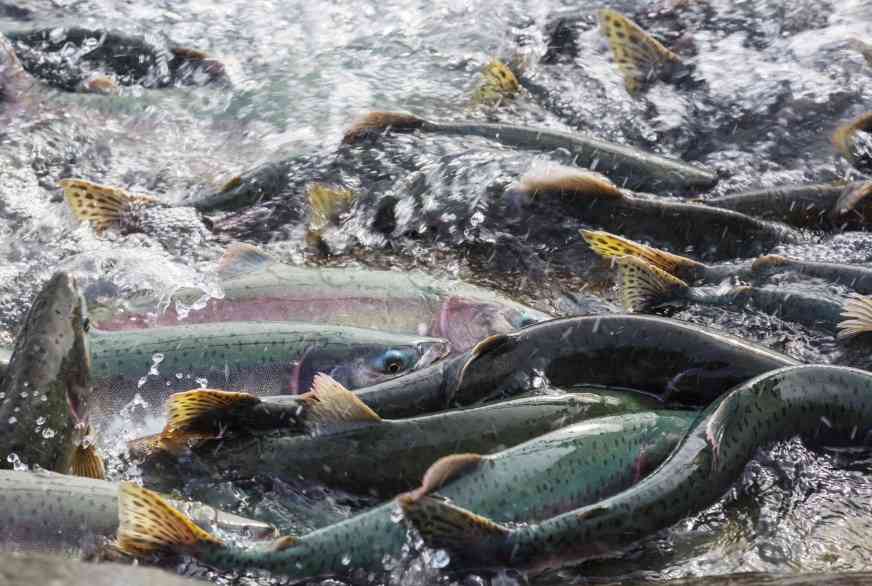 рыба в воде 