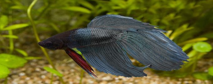 как выглядит петушок