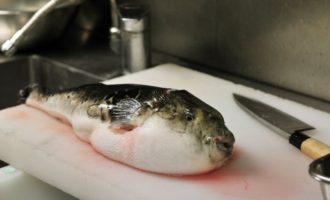 как правильно разделать ядовитую рыбу
