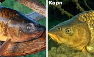 карп и сазан