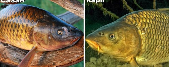 карп и сазан