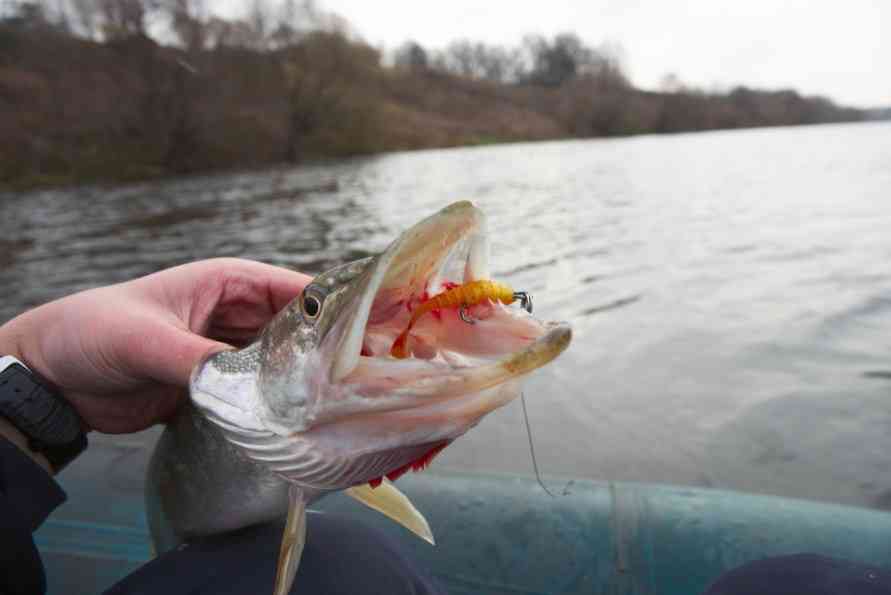 ловля щуки на блесну