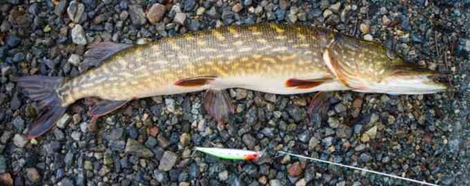 как поймать щуку