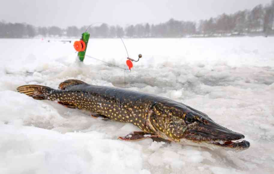 щука зимой