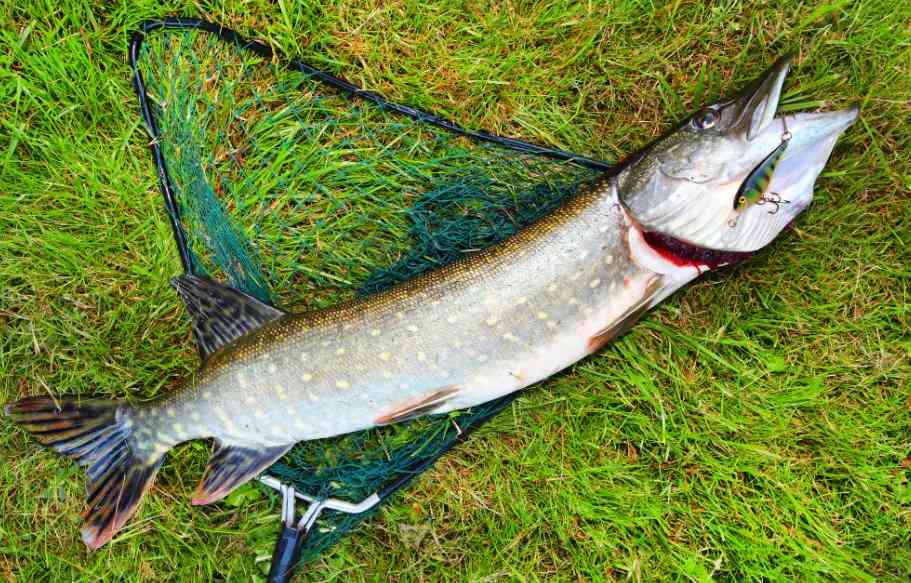 пойманная щука