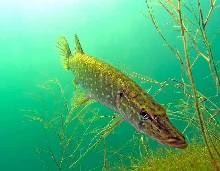 как поймать щуку