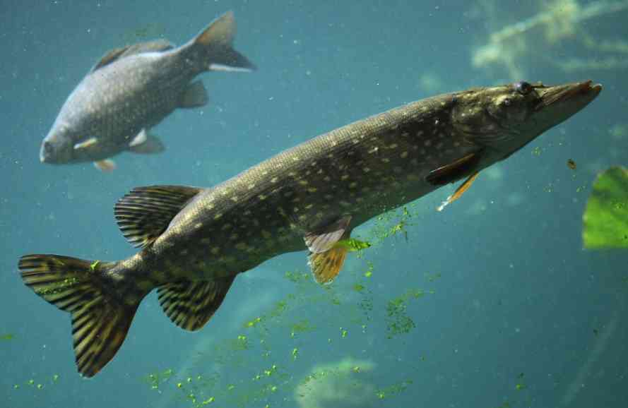 щука плывет