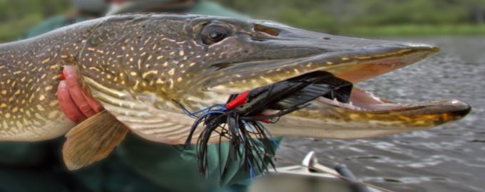 щука на крючке