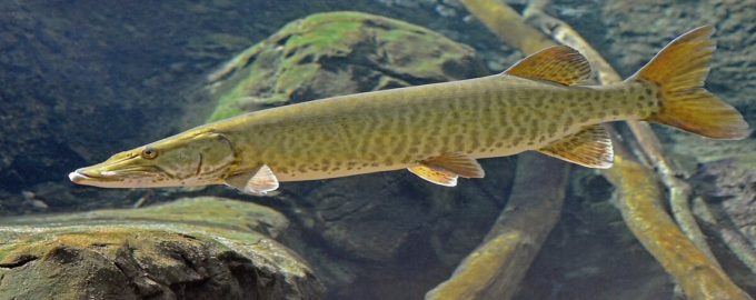 как выглядит щука