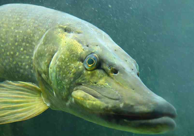 Какое оплодотворение у щуки