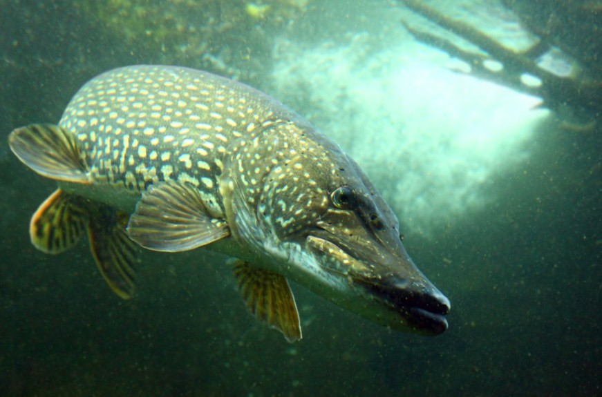 рыба щука 