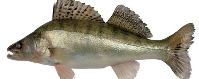 внешний вид судака